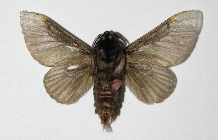 Fig.4 Adulto <i>Megalopyge lanata</i>, Megalopygidae, hembra, mostrando la parte 
ventral. Sector Santa Rosa, Laguna el Limbo, elevación 2metros. Voucher: 00-SRNP-15197.1-DHJ335759.
