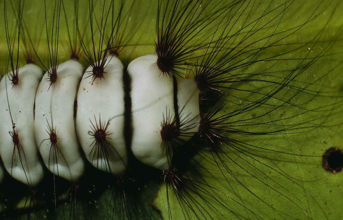 Fig. 6 Larva <i>Megalopyge lanata</i>, (Megalopygidae), (estadío U), mostrando la posición dorsal atrás, se alimenta <i>Rhizophora mangle</i>, familia (Rhizophoraceae). Voucher: 00-SRNP-15197-DHJ55680.jpg.