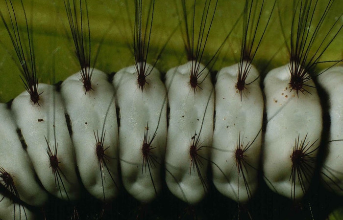 Fig. 7 Larva <i>Megalopyge lanata</i>, (Megalopygidae), (estadío U), mostrando la posición dorsal central, se alimenta <i>Rhizophora mangle</i>, familia (Rhizophoraceae). Voucher: 00-SRNP-15197-DHJ55686.jpg.