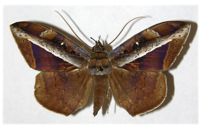 Fig. 1. Adulto de de <i>Hemeroblemma opigena</i> (Erebidae), vista dorsal coloración grisácea  característica que le permite la ausencia de reflejo de luz debido a su hábitat nocturno. Voucher: 04-SRNP-22521-DHJ314238.