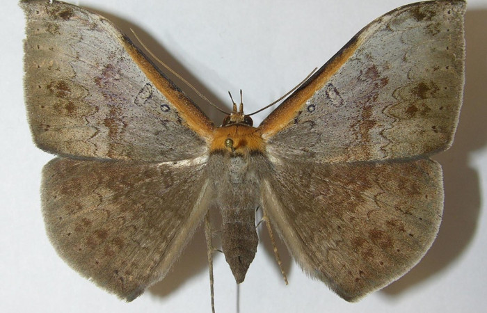 Fig. 18. Hembra de <i>Hemeroblemma schausiana</i> (Erebidae). Voucher:10-SRNP-32194-DHJ540622.