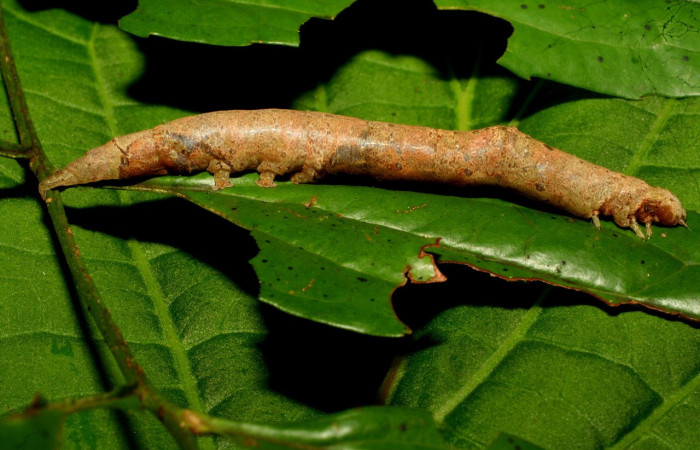 Fig. 16. Larva de  <i>Hemeroblemma schausiana</i> (Erebidae), comiendo <i>Roupala glaberrima</i> (Proteaceae). Voucher: 10-SRNP-32229-DHJ477249.