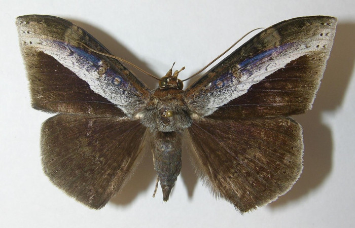 Fig. 17. Macho de <i>Hemeroblemma schausiana</i> (Erebidae), Voucher: 10-SRNP-32255-DHJ539034.