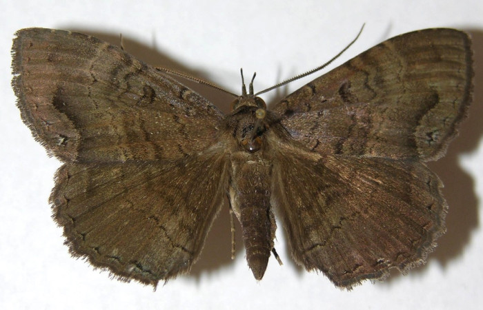 Fig. 3. Hembra  de <i>Hemeroblemma</i> malitiosaDHJ01 (Erebidae), vista dorsal coloración grisácea  característica que le permite la ausencia de reflejo de luz debido a su hábitat nocturno. Voucher: 12-SRNP-20712-DHJ595406.