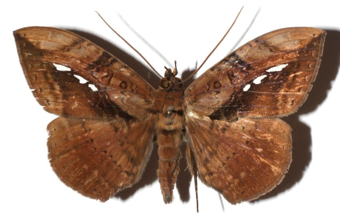 Fig. 12. Macho de <i>Hemeroblemma</i> acronDHJ01 (Erebidae), coloración grisácea con patrones idénticas a las polillas de <i>Hemeroblemma</i> acronDHJ02. Voucher: 17-SRNP-45057-DHJ926074.