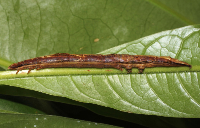 Fig. 11. Larva de  <i>Hemeroblemma</i> acronDHJ01 (Erebidae), comiendo de <i>Vochysia guatemalensis</i> (Vochysaeae). Voucher: 18-SRNP-20893-DHJ711776.