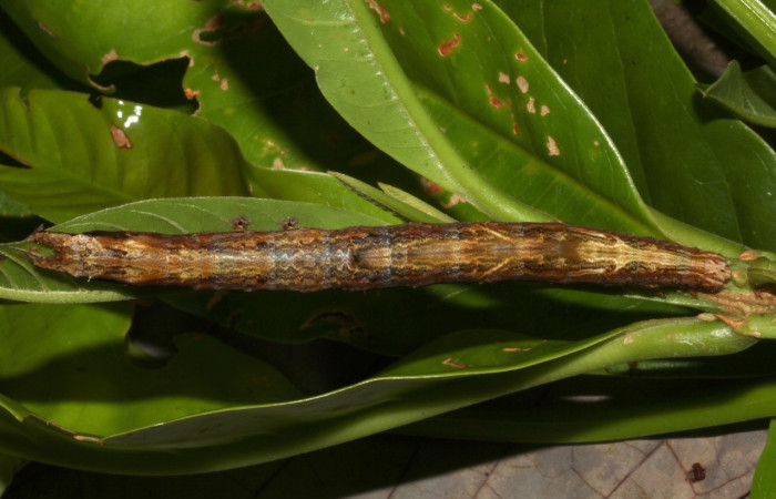 Fig. 13. Larva de  <i>Hemeroblemma</i> acronDHJ02 (Erebidae), comiendo  <i>Vochysia guatemalensis</i> (Vochysaeae). Voucher: 18-SRNP-31033-DHJ744681.