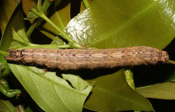 Fig. 22. Larva de <i>Hemeroblemma</i> malitiosaDHJ02 (Erebidae), alimentado de <i>Zyggia longifolia</i> (Fabaceae), protuberancias en la parte posterior de su dorso. Voucher:19-SRNP-20296-DHJ756605.