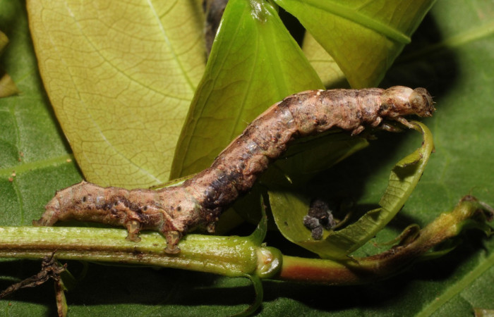Fig. 19. Larva de <i>Hemeroblemma</i> malitiosaDHJ02 (Erebidae), alimentado de <i>Zyggia longifolia </i>(Fabaceae), en proceso de muda de cabeza. Voucher:19-SRNP-20322-DHJ756667.