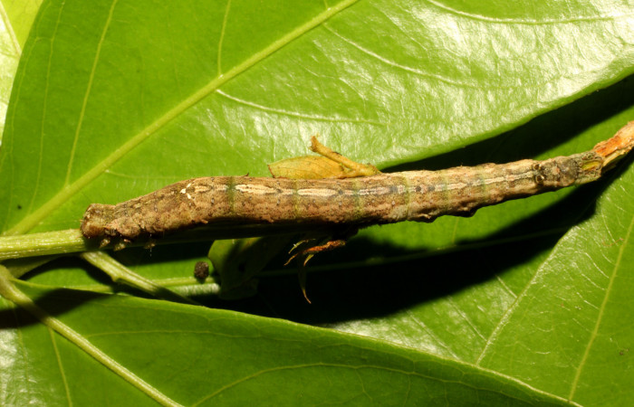 Fig. 20. Larva de <i>Hemeroblemma</i> malitiosaDHJ02 (Erebidae), alimentado de Zyggia longifolia (Fabaceae), detalles en sus  patrones sobre su dorso. Voucher:22-SRNP-65498-DHJ791487