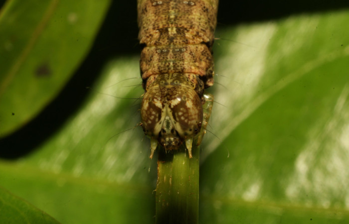 Fig. 26. Detalle de cabeza área frontal de  <i>Hemeroblemma</i> malitiosaDHJ02 .Voucher:22-SRNP-65498-DHJ791491.