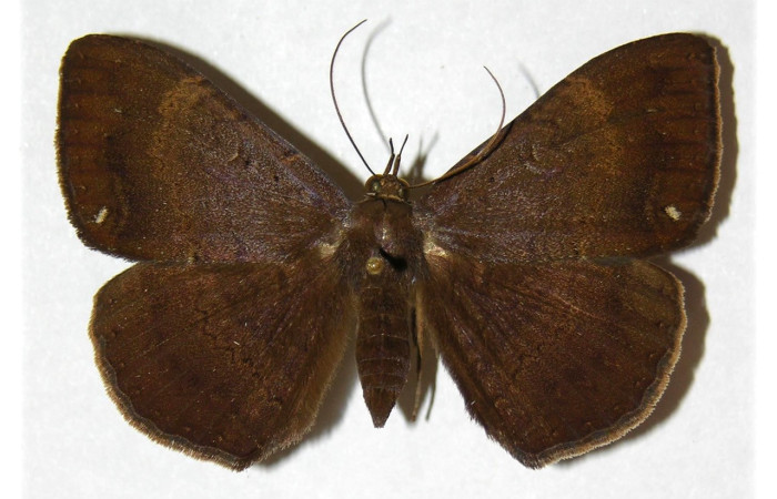 Fig. 31. Adulto de  <i>Hemeroblemma</i> malitiosaDHJ02, vista dorsal. Voucher:96-SRNP-4489-DHJ313058.