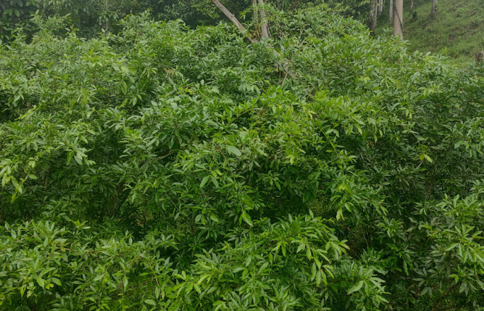 Fig. 27. <i>Zygia longifolia</i> (Fabaceae), planta hospedera de <i>Hemeroblemma</i> malitiosaDHJ02 (Erebidae). Foto. Duvalier Briceño 19 Octubre 2023