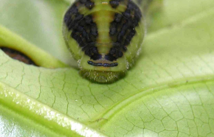 Figura 5. Larva <i>Protographium dioxippus</i> (Papilionidae). Posición cabeza en la hoja de la planta <i>Magnolia gloriensis</i> (Magnoliaceae). 05-SRNP-31302-DHJ404042.jpg