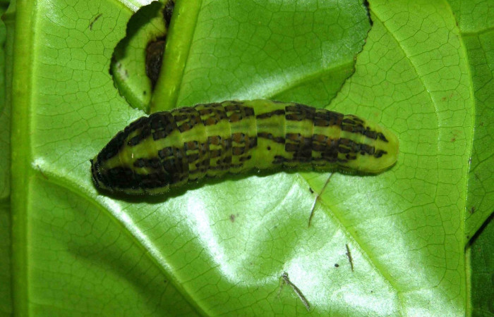 Figura 6. Larva Protographium dioxippus (Papilionidae). Posición dorsal en la hoja de la planta Magnolia gloriensis (Magnoliaceae). 05-SRNP-31302-DHJ404045.jpg.     Figura 6. Larva <i>Protographium dioxippus</i> (Papilionidae). Posición dorsal en la hoja de la planta <i>Magnolia gloriensis</i> (Magnoliaceae). 05-SRNP-31302-DHJ404045.jpg.