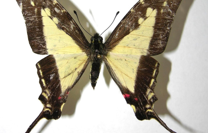 Figura 10. Adulto <i>Protographium dioxippus</i> (Papilionidae). Vista dorsal. Área de Conservación Guanacaste, Sector Santa Rosa. 06-SRNP-1840-DHJ351088.