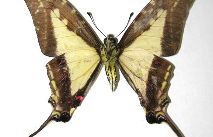Figura 11. Adulto <i>Protographium dioxippus</i> (Papilionidae). Vista ventral. Área de Conservación Guanacaste, Sector Santa Rosa. 06-SRNP-1840-DHJ351089.
