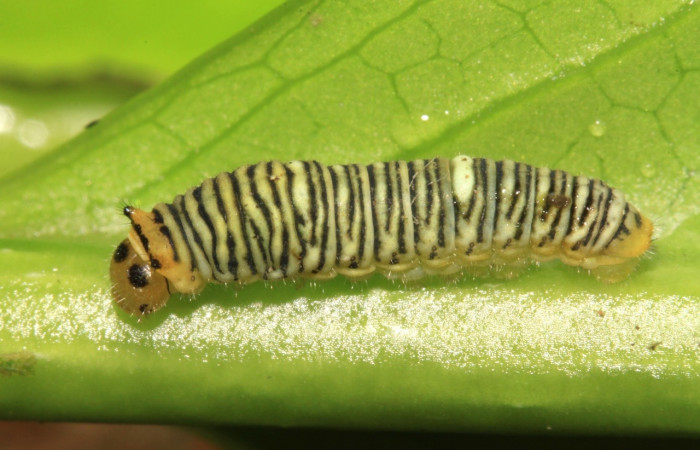 Figura 4. Larva <i>Protographium dioxippus</i> (Papilionidae). Posición lateral en la hoja de la planta <i>Magnolia gloriensis</i> (Magnoliaceae). 15-SRNP-30548-DHJ721833.jpg.