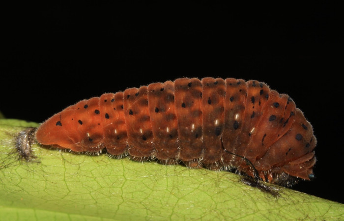 Figura 7. Prepupa de la larva <i>Protographium dioxippus</i> (Papilionidae). Posición lateral en la hoja de la planta <i>Magnolia gloriensis</i> (Magnoliaceae). 15-SRNP-30548-DHJ721838.jpg.