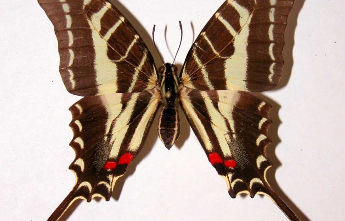 Figura 17. Adulto <i>Protographium philolaus</i> (Papilionidae). Vista dorsal. Área de Conservación Guanacaste, Sector Santa Rosa. 84-srnp-384-dhj38733.