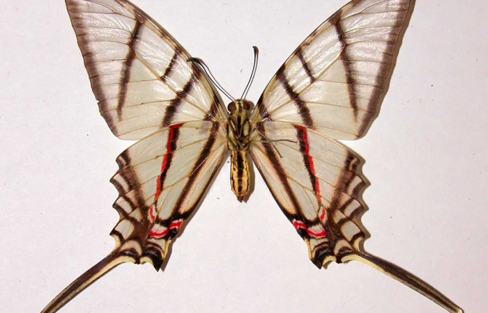 Figura 15. Adulto <i>Protographium epidaus</i> (Papilionidae). Vista ventral. Área de Conservación Guanacaste, Sector Santa Rosa. 84-SRNP-772B-DHJ38728.
