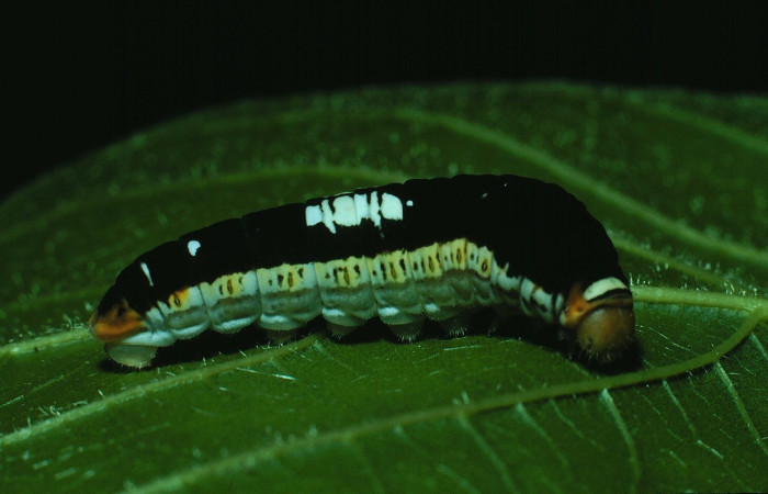 Figura 16. Larva <i>Protographium philolaus</i> (Papilionidae). Posición lateral en la hoja de la planta <i>Sapranthus palanga</i> (Lauraceae). 85-SRNP-278-DHJ8960.jpg.