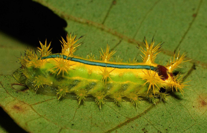 Figura 11. <i>Euclea zygia</i> (Limacodidae). Posición lateral, Voucher. 00-SRNP-12186-DHJ55099.