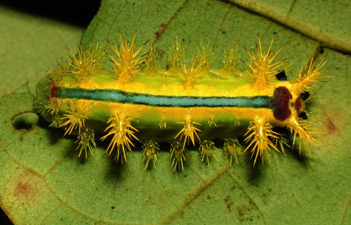 Figura 10. <i>Euclea zygia</i> (Limacodidae). Posición dorsal, Voucher. 00-SRNP-12186-DHJ55102.