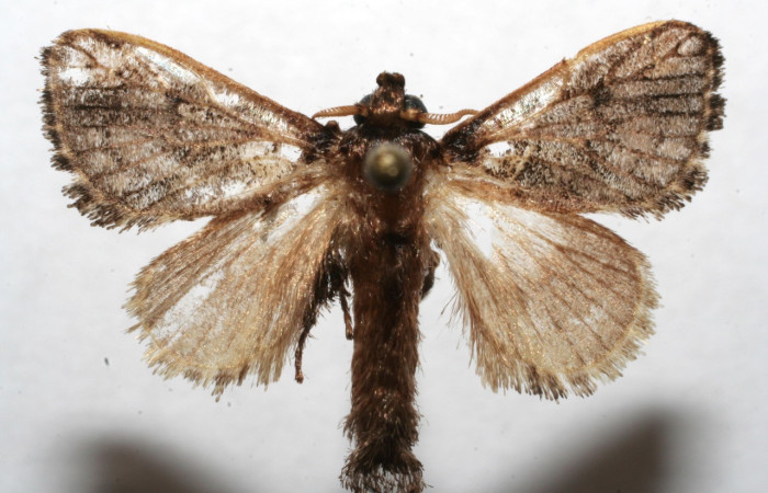 Figura 15. Adulto, de <i>Euclea zygia</i> (Limacodidae). Posición dorsal, Voucher. 07-SRNP-110901-DHJ620865.