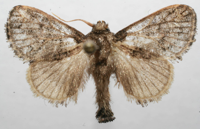 Figura 16. Adulto, de <i>Euclea zygia</i> (Limacodidae). Posición dorsal, Voucher. 08-SRNP-105376-DHJ629440.