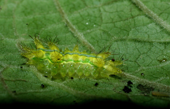 Figura 3. <i>Euclea zygia</i> (Limacodidae). Posición lateral, Voucher. 09-SRNP-2100-DHJ454076.