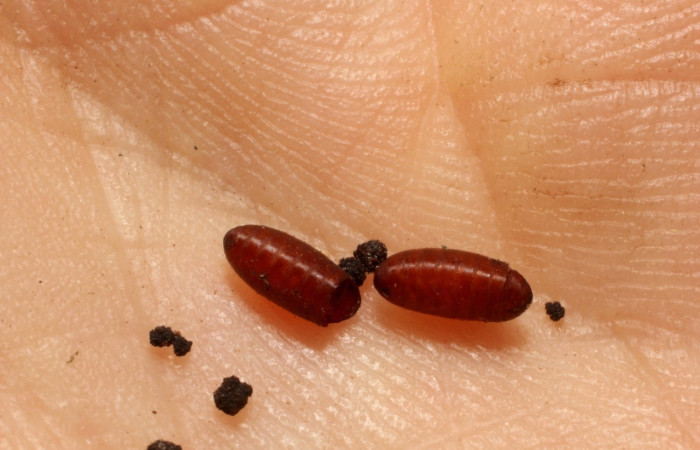 Figura 12. Pupario de <i>Itaplectops argentifrons</i> Familia (Tachinidae) parásito en Euclea <i>Euclea zygia</i> (Limacodidae). Posición. Voucher, 11-SRNP-32160-DHJ803930.