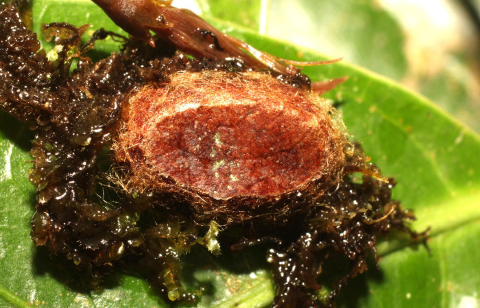 Figura 13. Capullo, de <i>Euclea zygia</i> (Limacodidae),.Voucher. 17-SRNP-35614-DHJ734579.