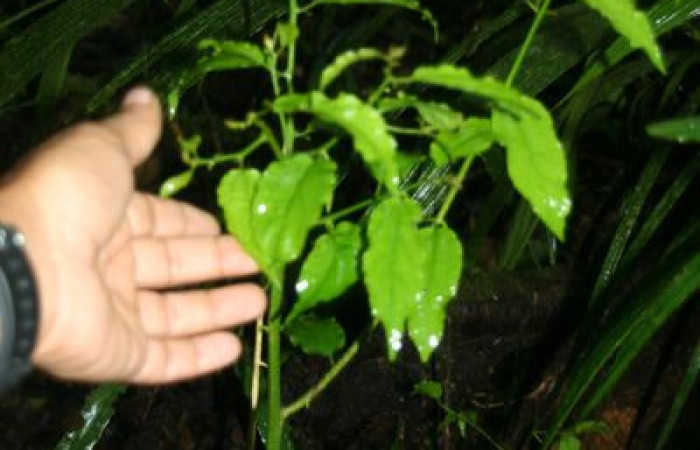 Figura 17. Planta hospedara <i>Celtis iguanaea</i> familia (Ulmaceae). Foto, Jorge Hernandez.