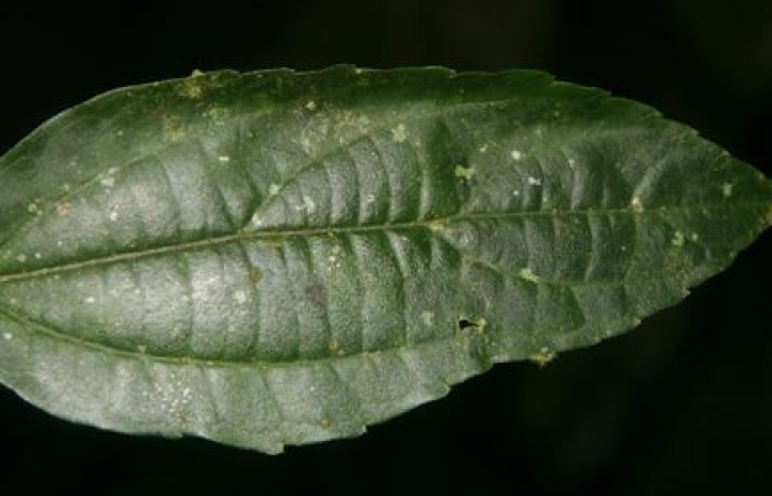 Figura 18. Planta <i>Celtis iguanaea</i> familia (Ulmaceae), hospedera de larva <i>Euclea zygia</i>, haz. Foto Jorge Hernandez.