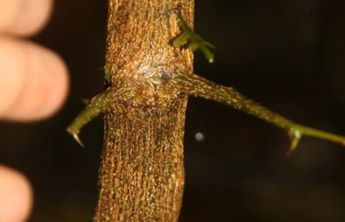 Figura 19. Planta <i>Celtis iguanaea</i> familia (Ulmaceae), tallo; hospedera de larva <i>Euclea zygia</i>.Foto Jorge Hernandez.