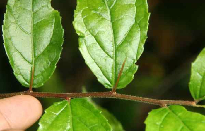 Figura 21. Disposición de hojas planta  <i>Celtis iguanaea</i> familia (Ulmaceae), hospedera de <i>Euclea zygia</i>. Foto Jorge Hernandez.