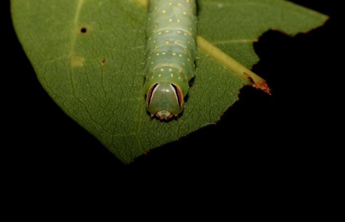 Figura 5. Detalle de cabeza, <i>Vespola</i> Poole01(Erebidae). (22-SRNP-27040-DHJ762275).