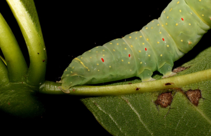 Figura 11. Detalle lateral parte trasera, <i>Vespola</i> Poole01(Erebidae). (22-SRNP-27040-DHJ762278).