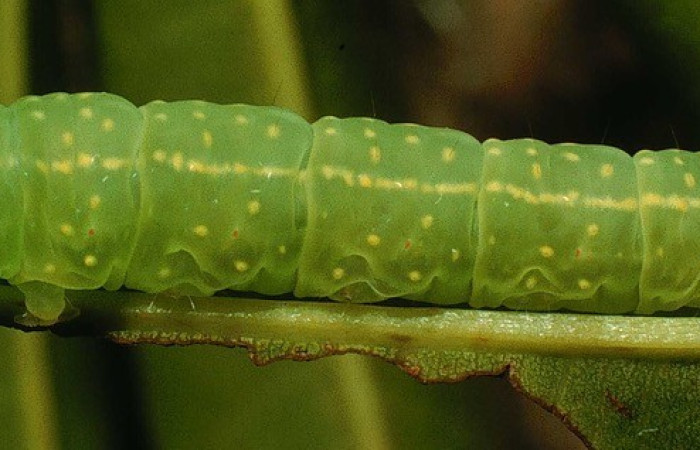 Figura 3. Detalle lateral <i>Vespola</i> Poole01 (Erebidae). (95-SRNP-4276-DHJ22644.jpeg).