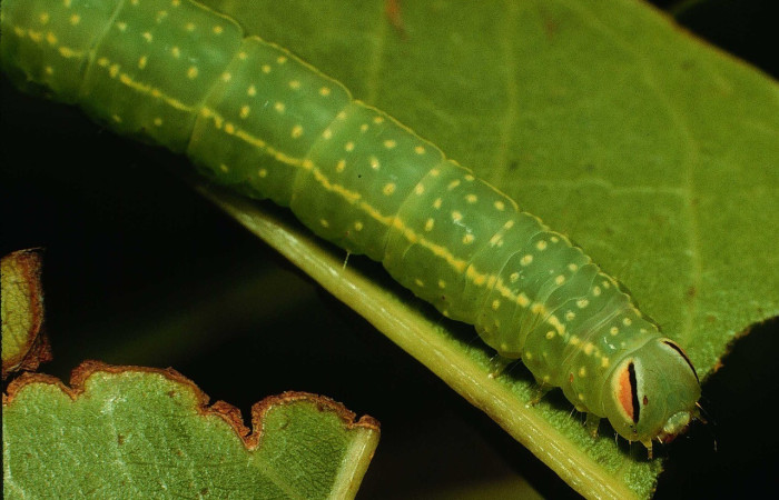 Figura 10. Detalle alimentación, <i>Vespola</i> Poole01(Erebidae). (95-SRNP-4276-DHJ22652).