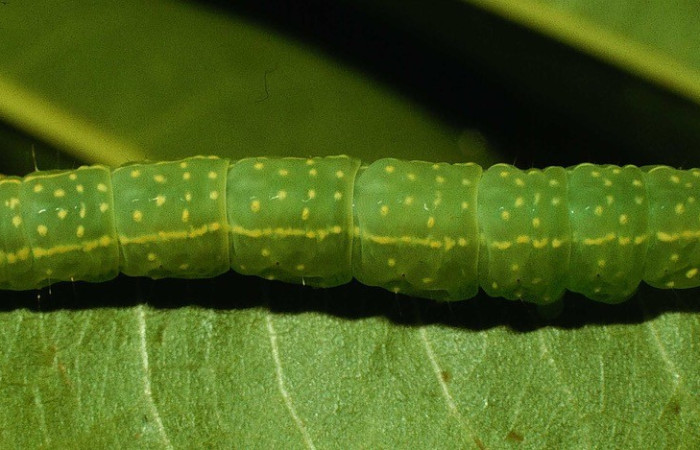 Figura 2. Detalle dorsal entero, <i>Vespola</i> Poole01 (Erebidae).(95-SRNP-4276-DHJ22668).
