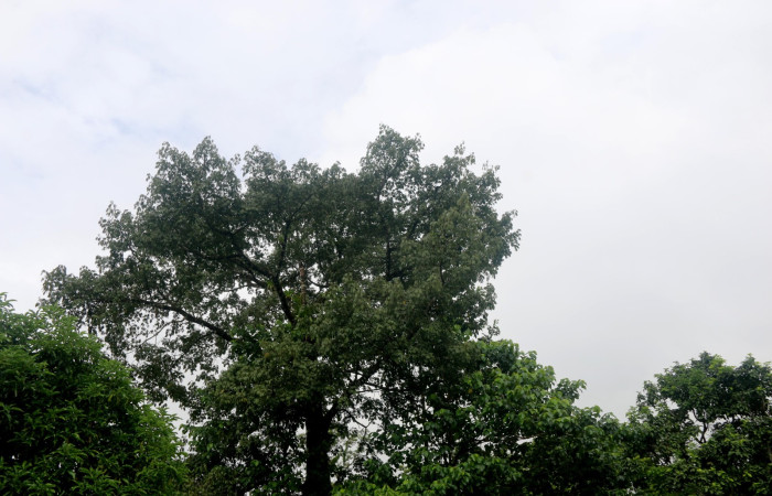 Fig 1. Unas de las planta hospedera donde se alimenta <i>Vespola</i> Poole01 (Erebidae) <i>Ceiba pentandra</i> (Malvaceae). Foto Minor Carmona Sendero Camino a Rio Niño.