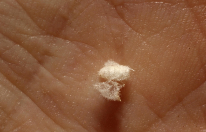 Figura 14. Detalle  de capullo de parásito <i>Diolcogaster</i> Choi81 de la familia Braconidae, que atacan larva  <i>Trauaxa lua</i>.  (11-SRNP-31909-DHJ803921).