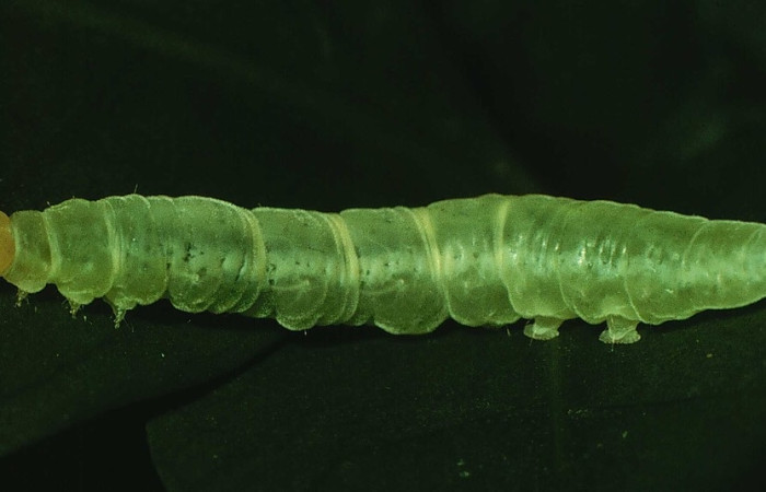 Figura 9. Larva <i>Trauaxa lua</i>, Erebidae, vista dorsal. (97-SRNP-1432-DHJ41479).