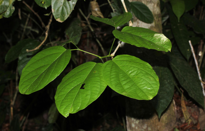 (Fig.02). Follaje de <i>Bignonia hyacinthina</i> Bignoniaceae, Area Conservación Guanacaste, Estación Pitilla, 24 Abr. 2023. Fotografia: Calixto Moraga.