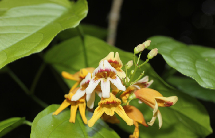 (Fig.05). Flores de <i>Bignonia hyacinthina</i> Bignoniaceae, vista frontal, Area Conservación Guanacaste, Estación Pitilla, 24 Abr. 2023. Fotografia: Calixto Moraga.