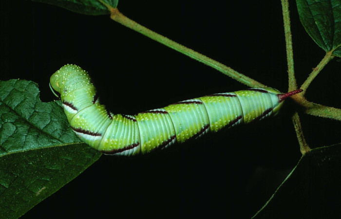 (Fig. 10). Larva de <i>Manduca florestan</i> Sphingidae, se alimenta de hojas de <i>Bignonia hyacinthina</i> Bignoniaceae, Voucher: Fig.10.23-SRNP-31054-DHJ789314.jpg.