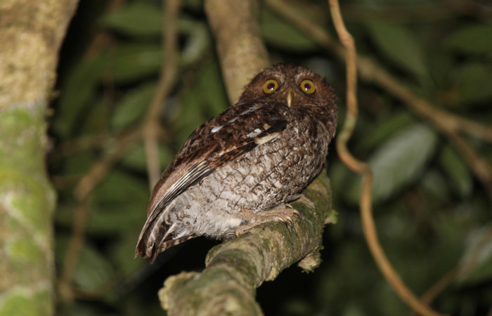 Fig. 2 Middle American Screech-Owl (Lechucita Vermiculada) <i>Megascops guatemalae</i> (Strigidae) Estación Biológica Cacao, 12 de Abril 2022 Foto. Roster Moraga