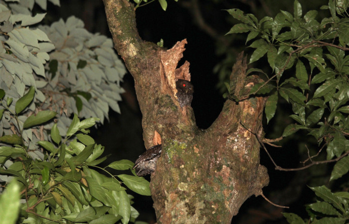 Fig. 3 Pareja de Middle American Screech-Owl (Lechucita Vermiculada) <i>Megascops guatemalae</i> (Strigidae) Estación Biológica Cacao, 12 de Abril 2022 Foto. Freddy Quesada